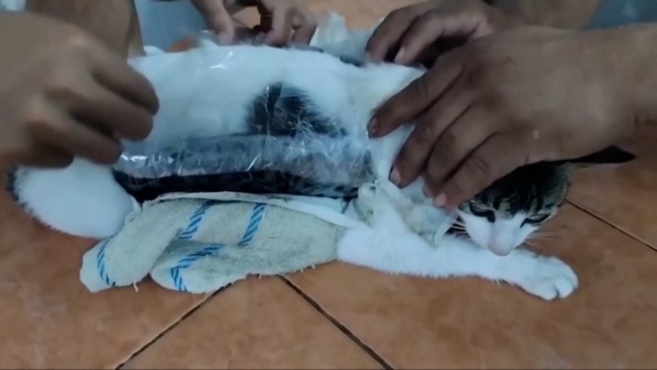 ‘Narco Kitten’ Cat caught after smuggling drugs into Costa Rican prison