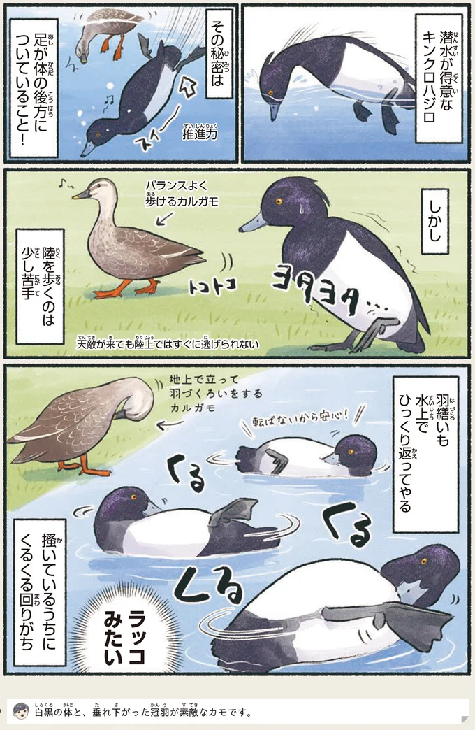 潜水は得意だけど...この鳥が「陸が苦手」な理由とは？／意外と知らない鳥の生活