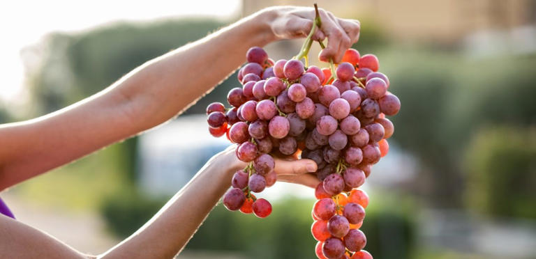 العنب الأحمر