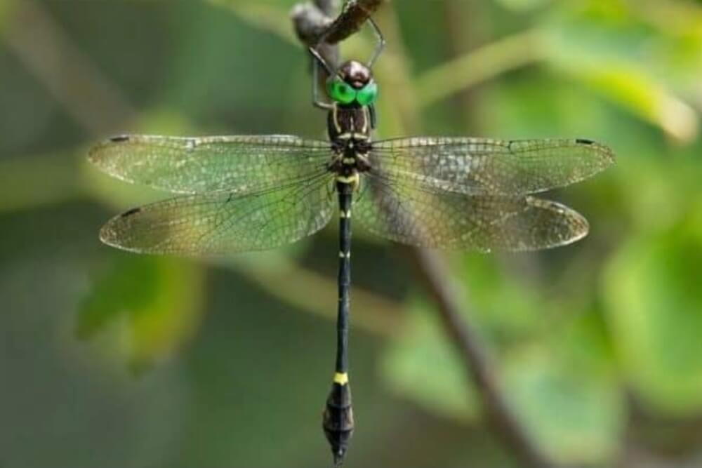 Scientists stunned after stumbling upon creature rarely seen in over a