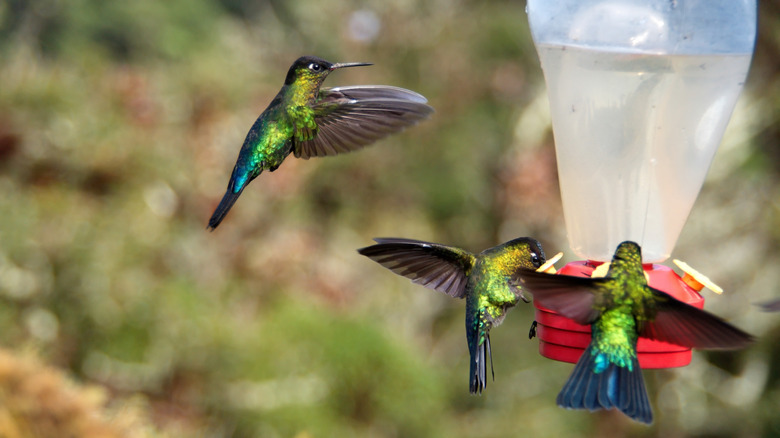 Attract More Hummingbirds With These Simple Feeder Cleaning Tips