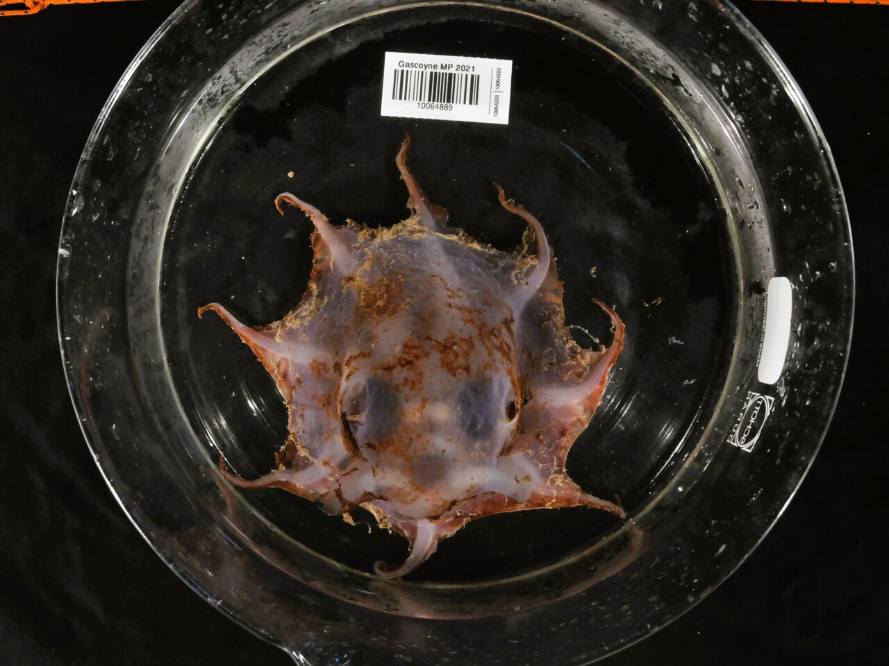 New species of octopus discovered in a deep-sea canyon