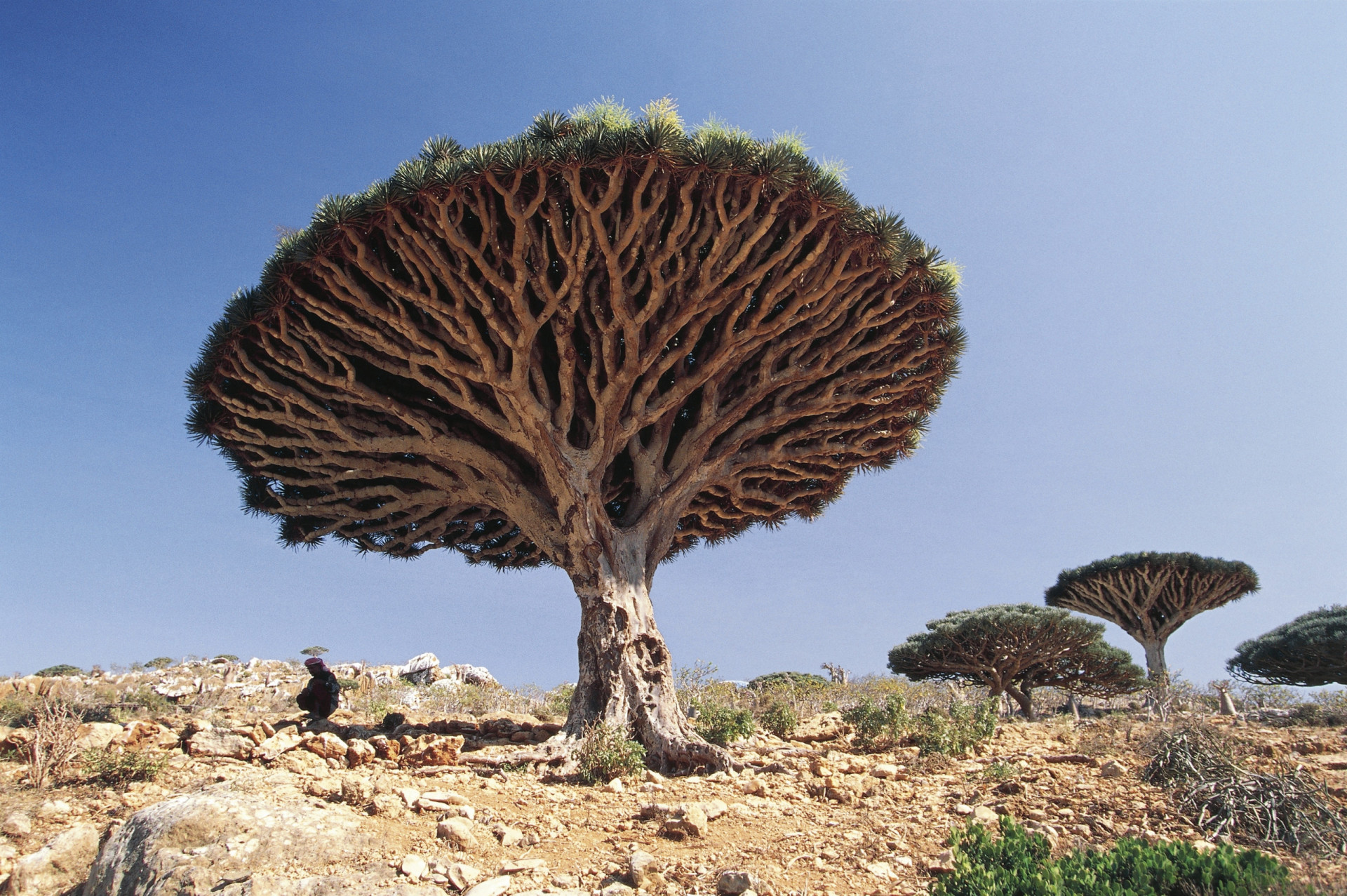 Bizarre trees with a fascinating history