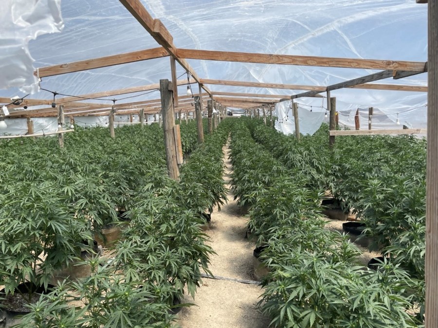 Illegal cannabis operations in California targeted, $222 million worth ...