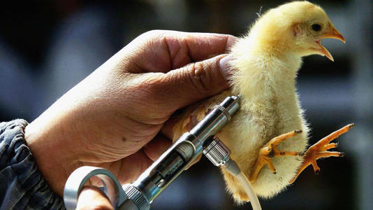 China, México, Índia e França vêm vacinando aves contra a gripe aviária há vários anos