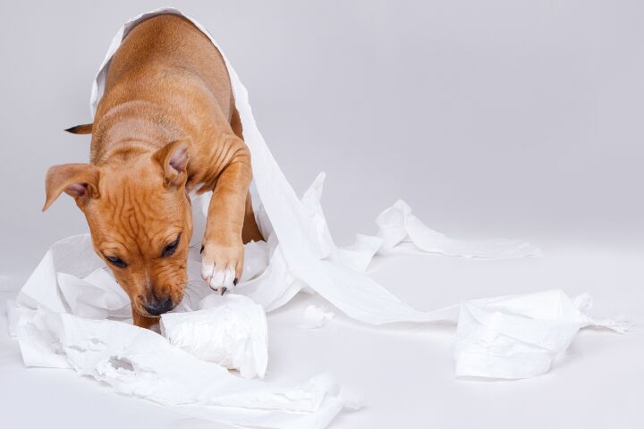 Why Dogs Eat Poop, According to a Canine Behavior Expert