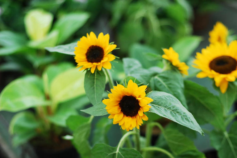 Sunflower License Plate