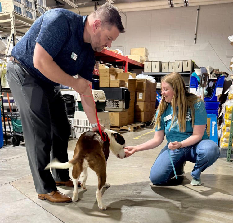 Colorado shelters take in dogs from stormdamaged Kentucky shelter