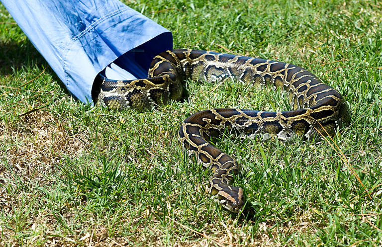 Ahead of Florida Python Challenge, FWC shows how to capture Burmese ...