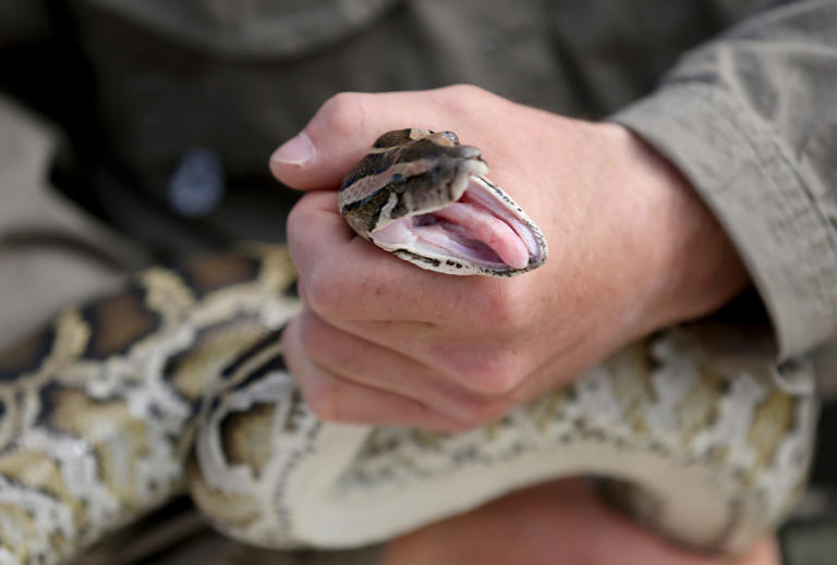 Ahead of Florida Python Challenge, FWC shows how to capture Burmese ...