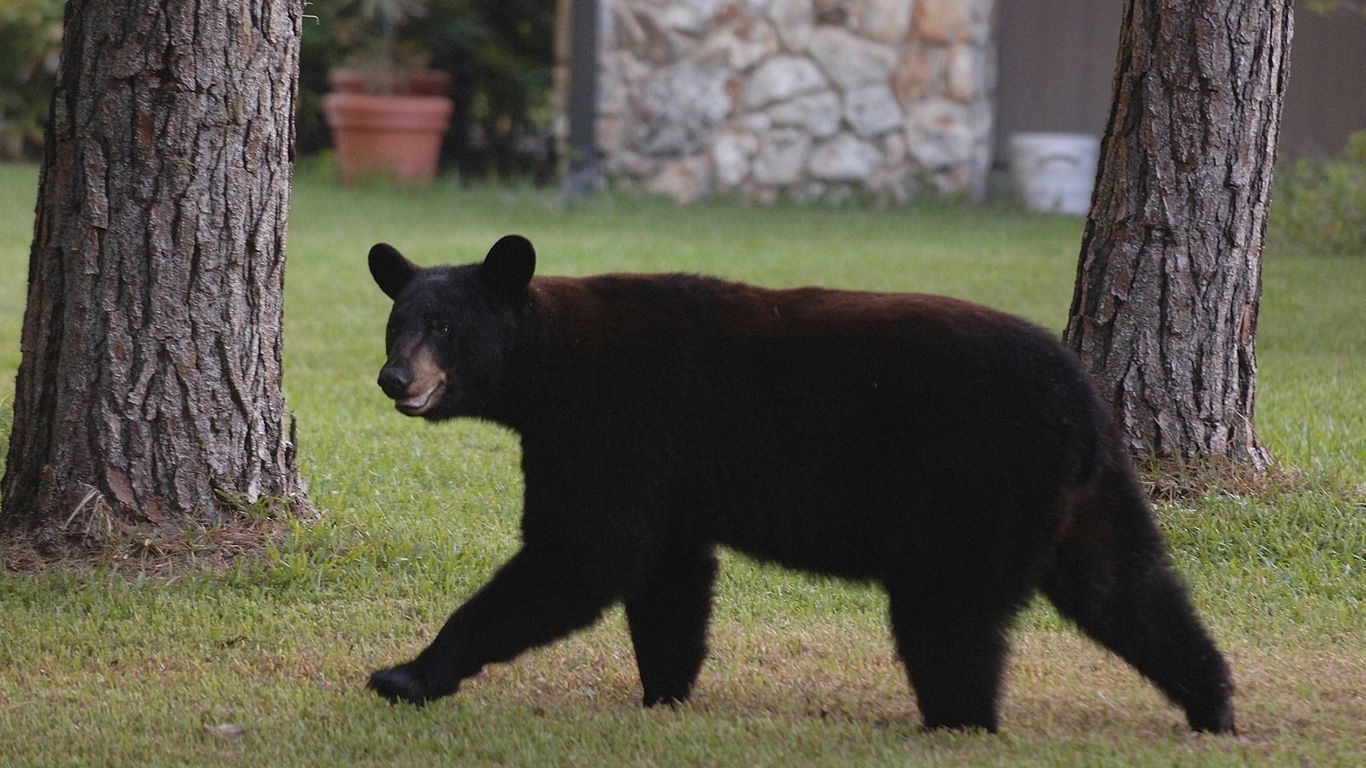 Florida to consider first black bear hunt since 2015
