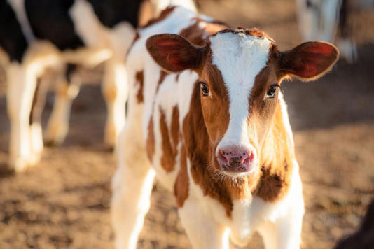 Gripe aviária já infectou um grande número de vacas nos EUA, com casos registrados em mais de mil rebanhos leiteiros
