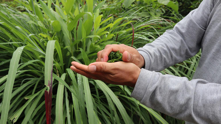 The Plant You'll Want To Grow To Keep Snakes And Other Pests Out Of ...