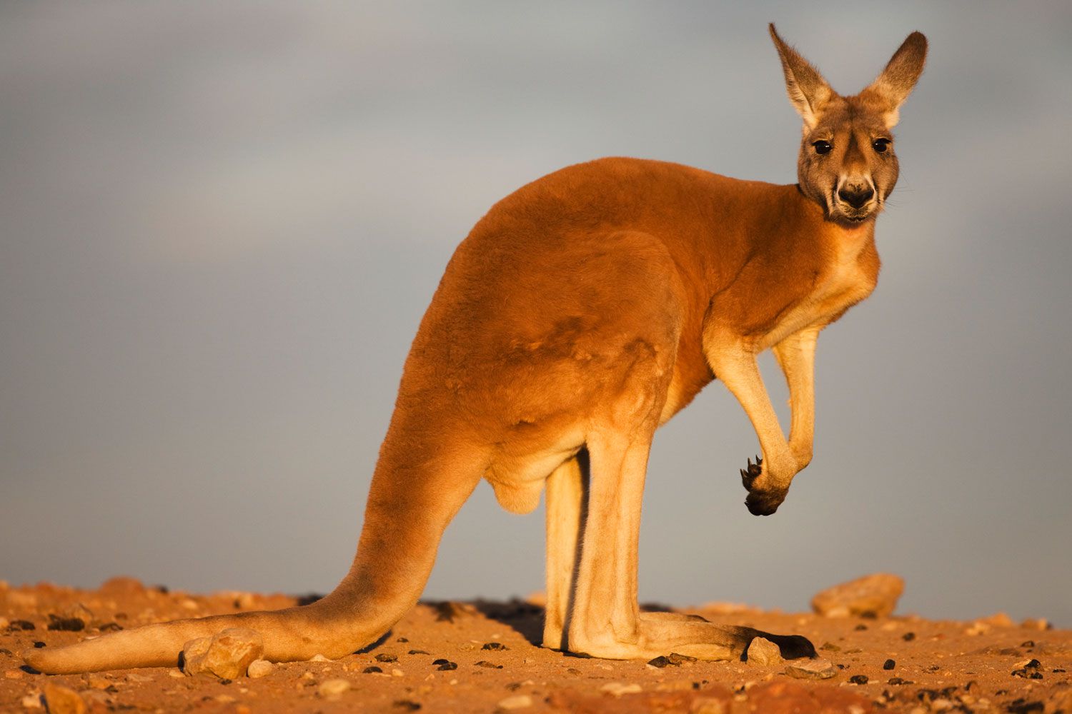 'Distressed' Kangaroo Gets into 'Boxing Match' with Man, Then Tries to(00)