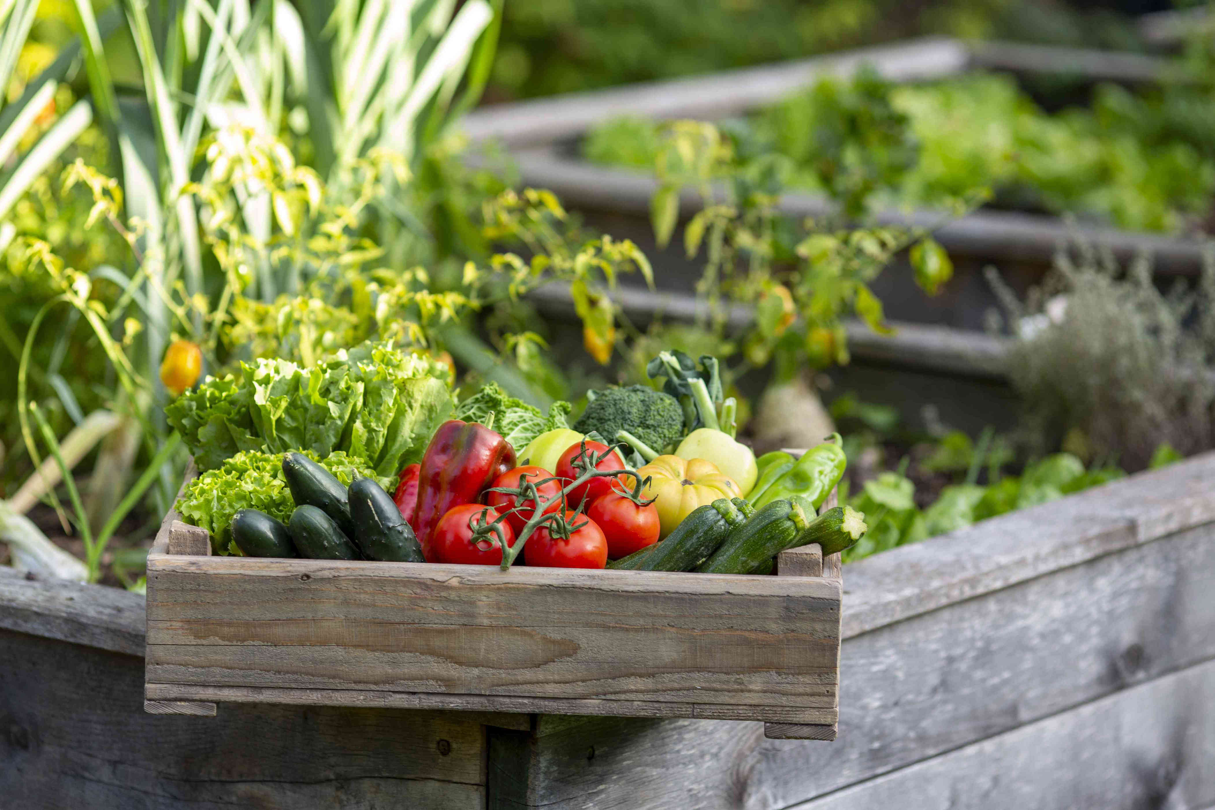 7 Vegetables Gardening Experts Say Are Cheaper To Grow Than Buy