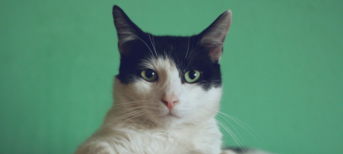 Cat's Meow