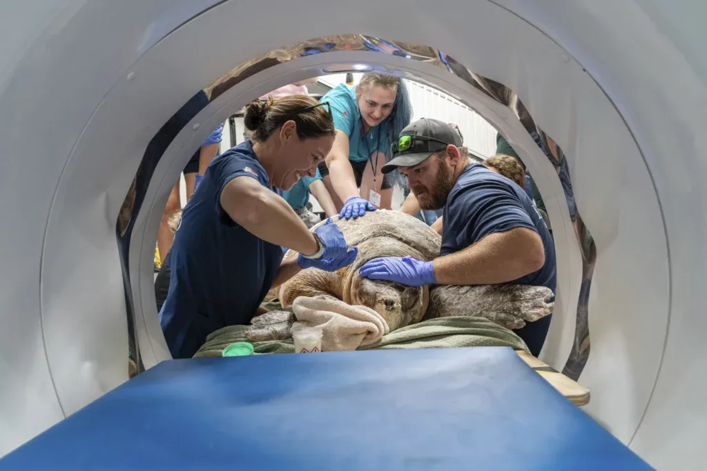 Sea Turtle Too Big for Scanner Gets Life-Saving Scan at Horse Hospital
