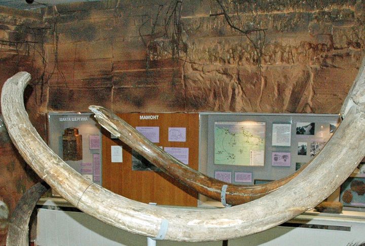 10 Woolly Mammoth Facts You Should Know