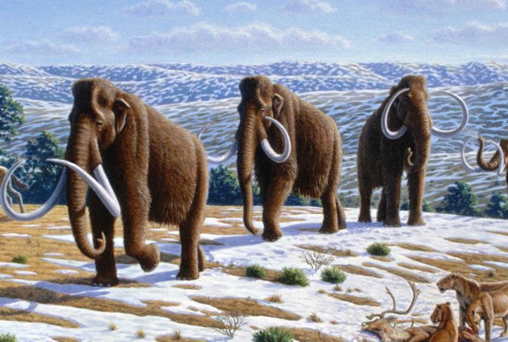 10 Woolly Mammoth Facts You Should Know