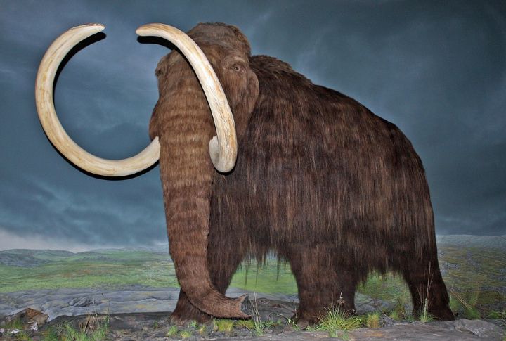 10 Woolly Mammoth Facts You Should Know