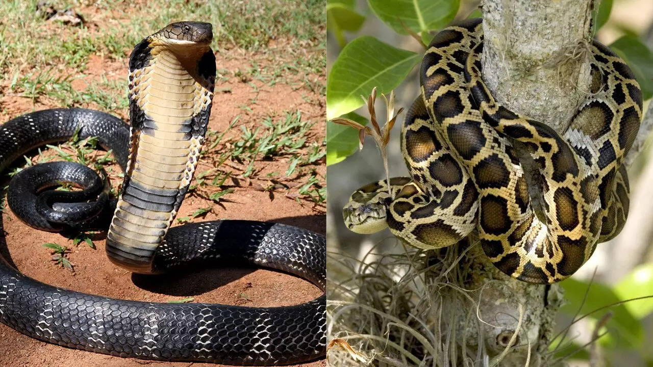 Cobra vs. Python: Which one is more dangerous according to the key ...