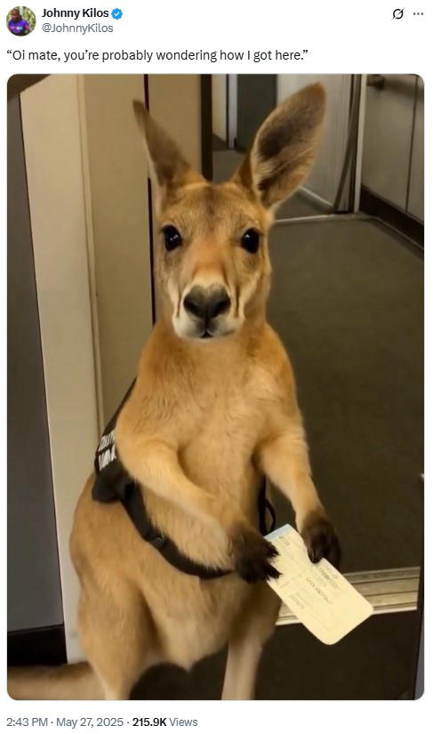 Is The Video Of The 'Emotional Support Kangaroo' Getting Rejected From Its Flight Real? The