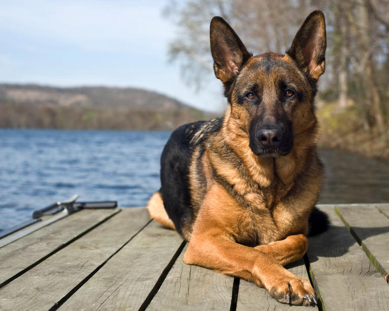 10 most popular dog breeds in America: Folks can't get enough of these pups