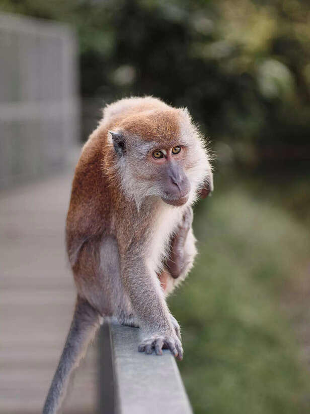 Should You Keep a Monkey as a Pet?