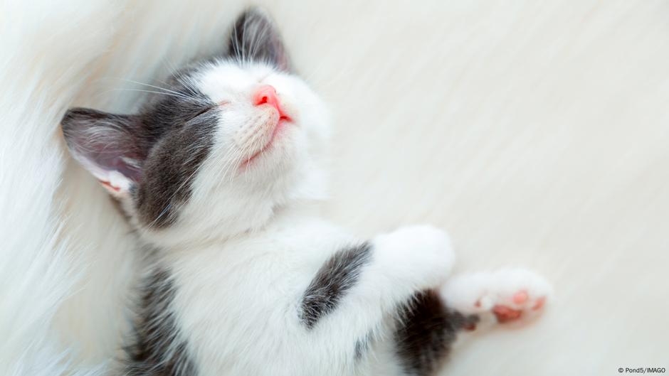 cats-smell-their-owners-that-is