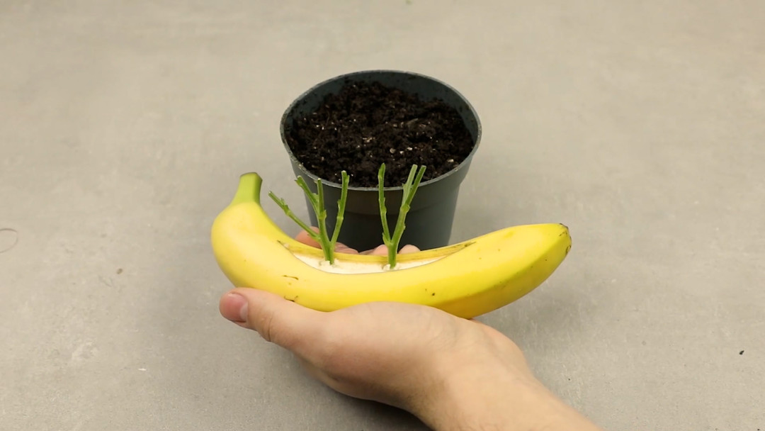 Enhance your Garden with this DIY Easy Hack