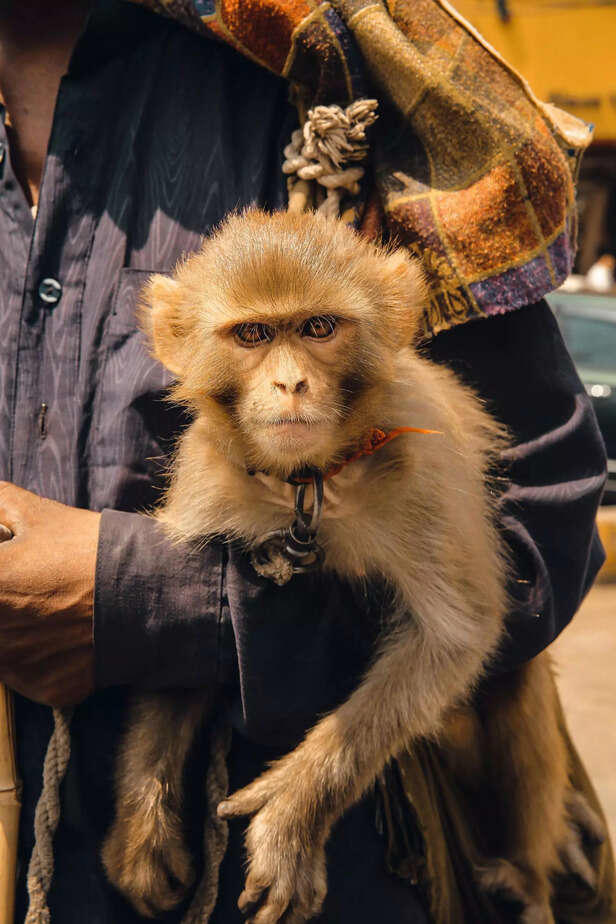 Should You Keep a Monkey as a Pet?