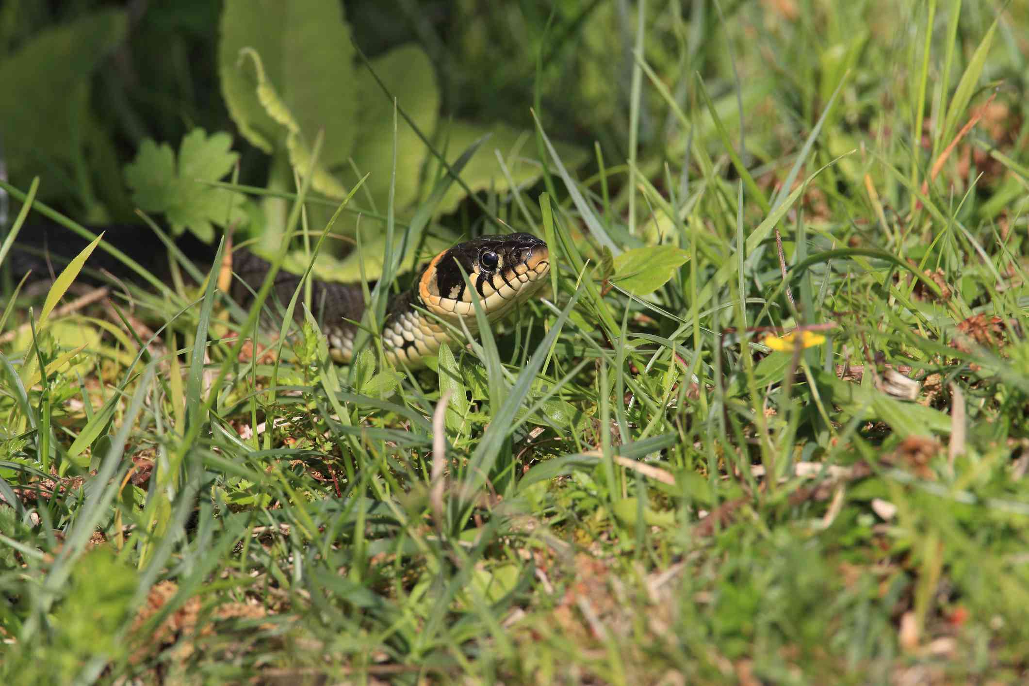 10 easy tricks that will keep snakes out of your yard all summer long