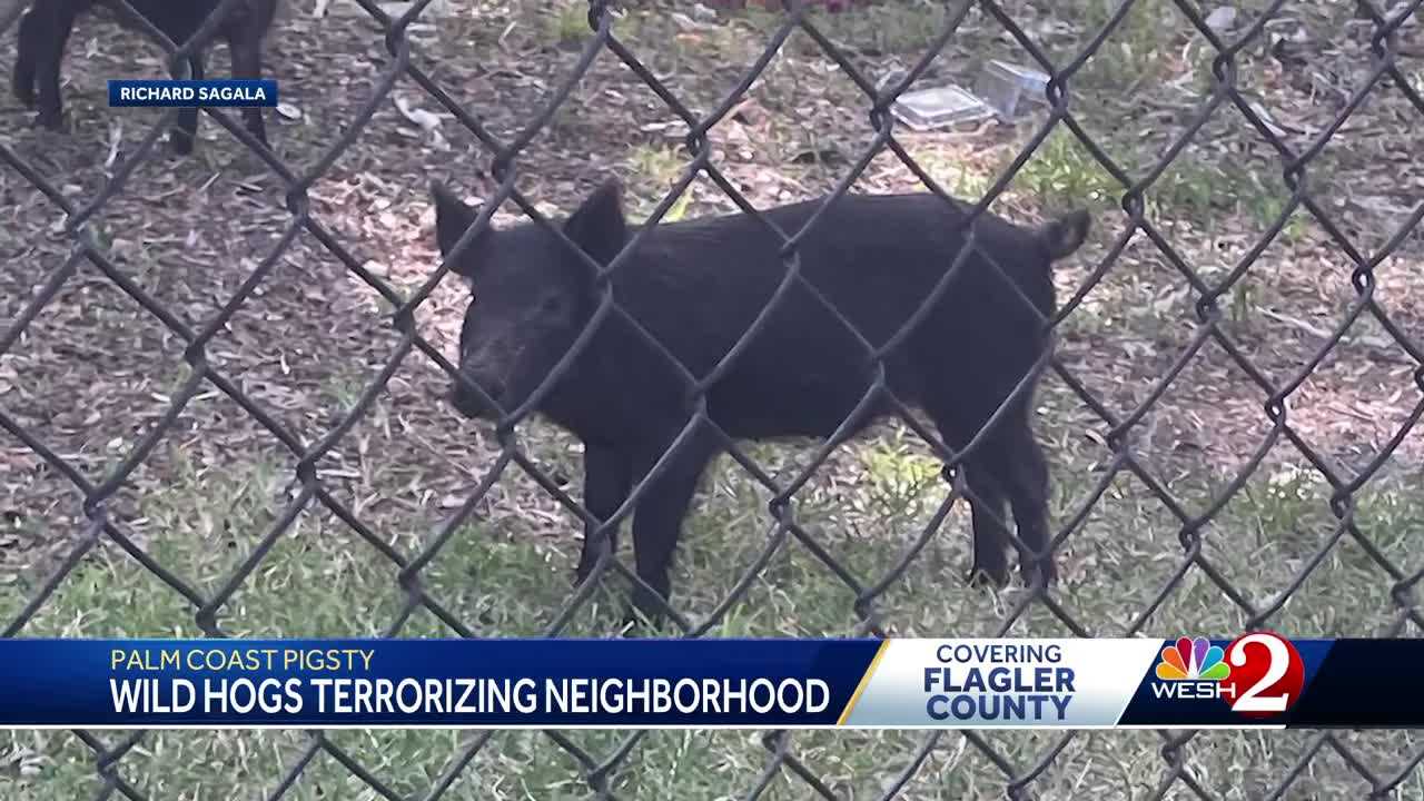 'There was a humongous pig,' Residents battle feral hog problem in Palm ...