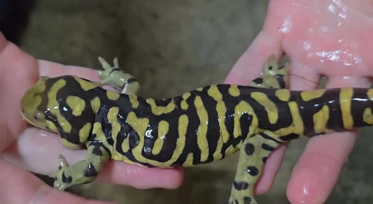 取引中 タイガーサラマンダー2匹