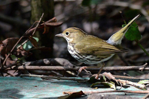 5 Fakta Menarik Tentang Ovenbird, Burung Kecil dengan Suara Menggelegar