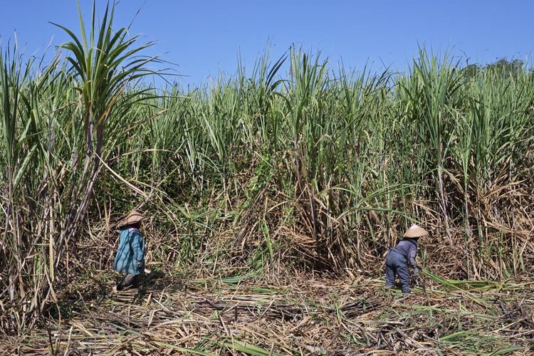 Ilustrasi Gedung Bursa Efek Indonesia