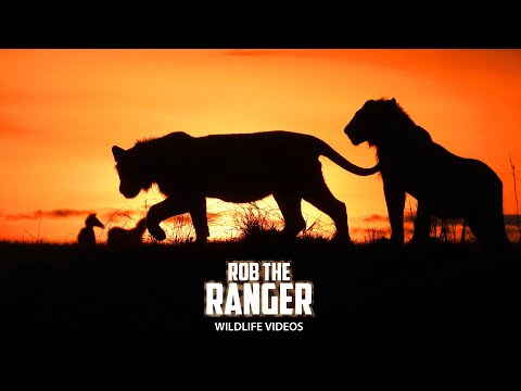 Hyena Den Cub: Maasai Mara Safari's Hidden Life