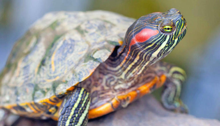 7 Tips for Keeping Red Eared Sliders