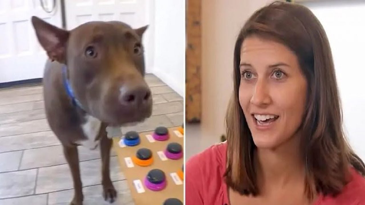 Dog Has Learned “To Speak” 29 Words Thanks To Creative Owner