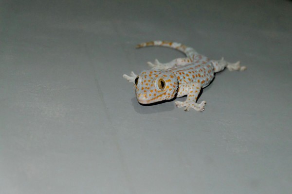 Tidak hanya Cicak, Berikut 5 Spesies Reptil yang Dapat Memutuskan Ekornya