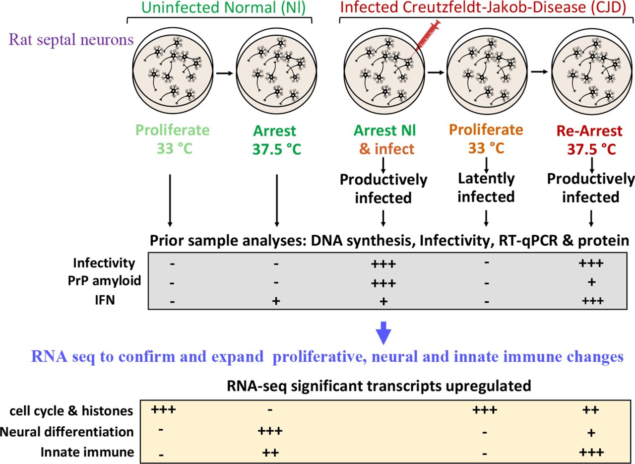 Understanding how Creutzfeldt-Jakob disease hides in neurons for decades