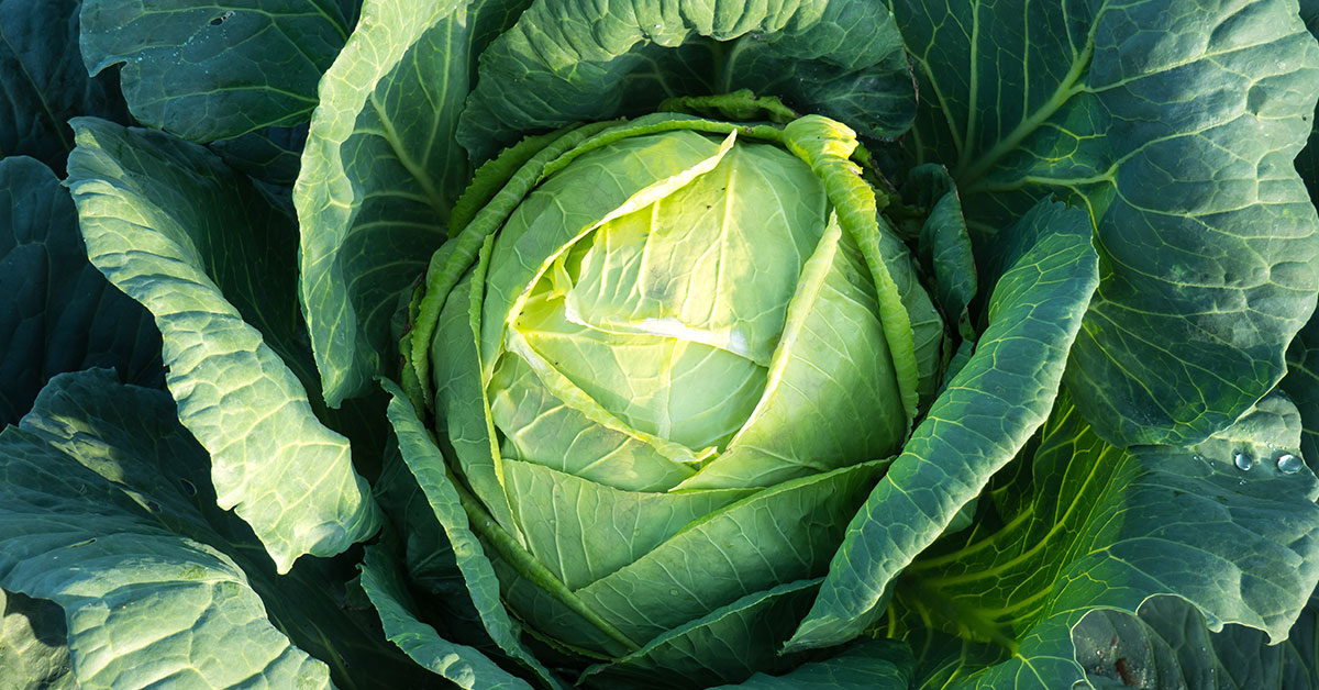 12 Gardening Mistakes To Avoid While Growing Cabbage