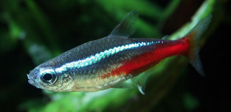 What is Skinny Disease in Pet Fish?
