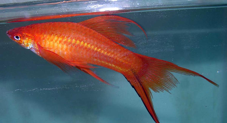 What is Skinny Disease in Pet Fish?