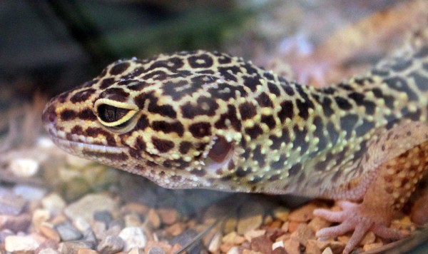 Warta Bandung Barat | 5 Tips untuk Merawat Tokek Leopard yang Sehat dan Gembira