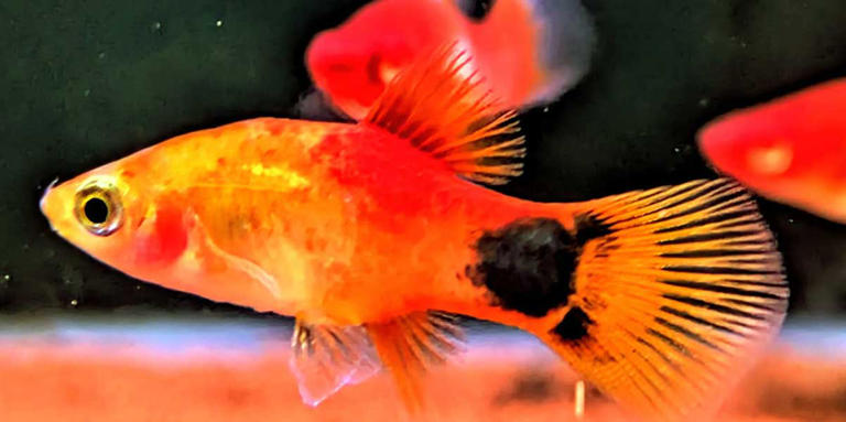 What is Skinny Disease in Pet Fish?