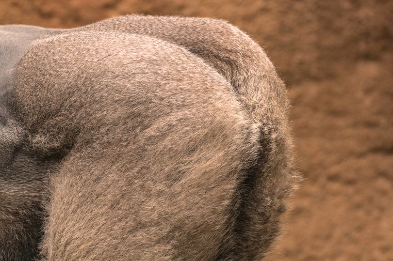 Енемді секс видео түсіруге көндіріп