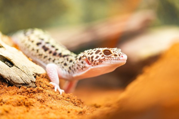 Warta Bandung Barat | 5 Tips untuk Merawat Tokek Leopard yang Sehat dan Gembira