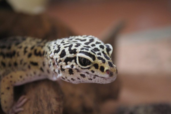 Warta Bandung Barat | 5 Tips untuk Merawat Tokek Leopard yang Sehat dan Gembira