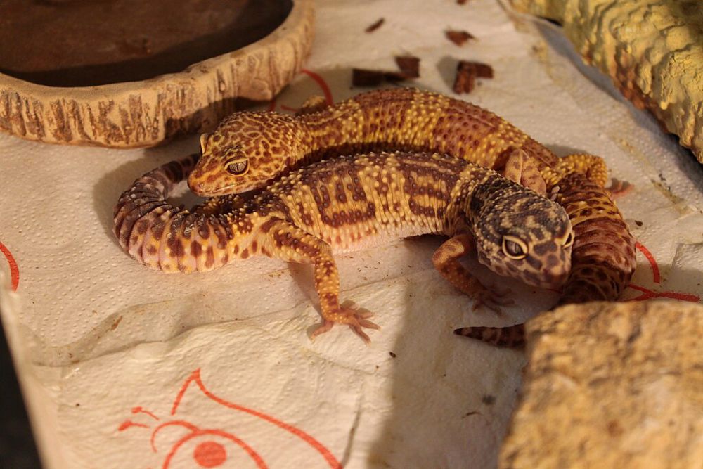 Warta Bandung Barat | 5 Tips untuk Merawat Tokek Leopard yang Sehat dan Gembira